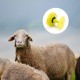 Ears Tag for Livestock 13.56MHZ RFID Cattle Sheep Pig Management Marker Identification Card Numbered Lable ( Yellow , 20pcs )